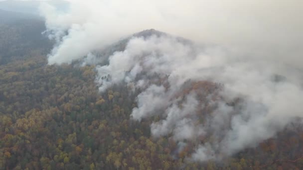 Feu Dans Forêt Des Arbres Brûlants Herbe Incendies Naturels Russie — Video