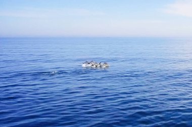 Deniz suyunda şişe burunlu yunusların en iyi görünümü.