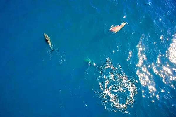 Top näkymä pullonokkadelfiinien merivedessä . — kuvapankkivalokuva
