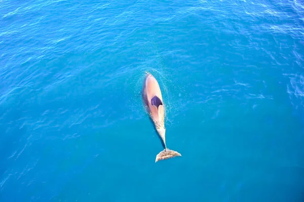 Pohled na problémové delfíny v mořské vodě. — Stock fotografie