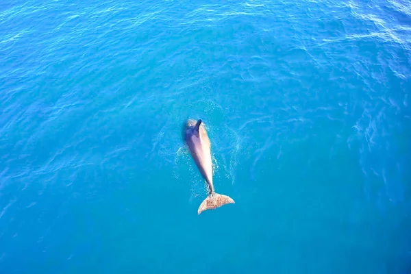 Felülnézet palackorrú delfinek a tengervíz. — Stock Fotó