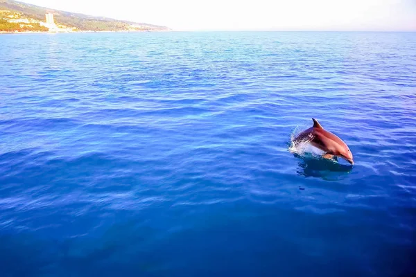 Widok z góry na delfiny wąskie w wodzie morskiej. — Zdjęcie stockowe