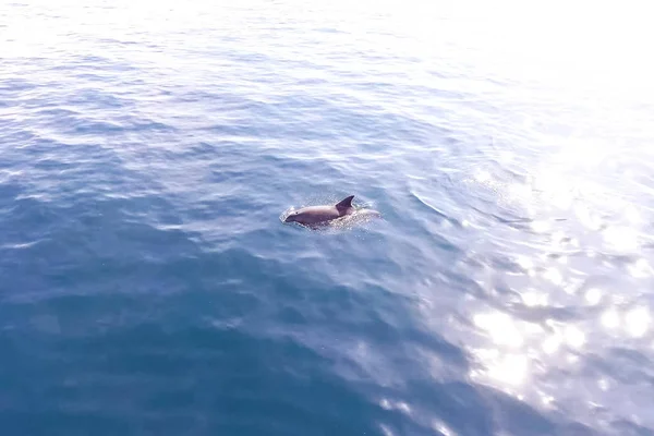 Вид сверху на бутылочных дельфинов в морской воде . — стоковое фото
