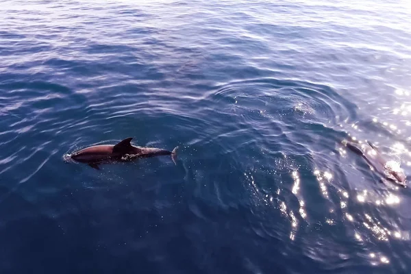 Top view of bottlenose dolphins in sea water. — Stock Photo, Image