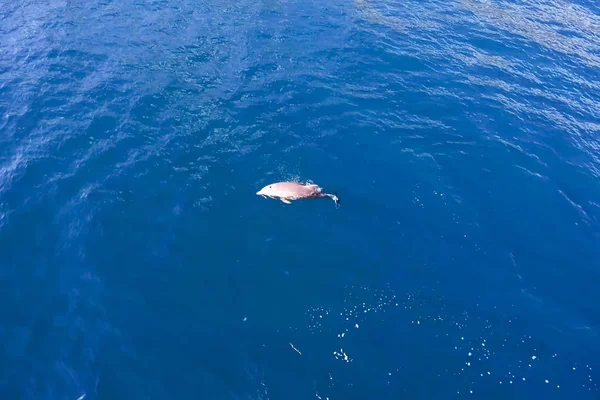 Vue de dessus des grands dauphins dans l'eau de mer . — Photo