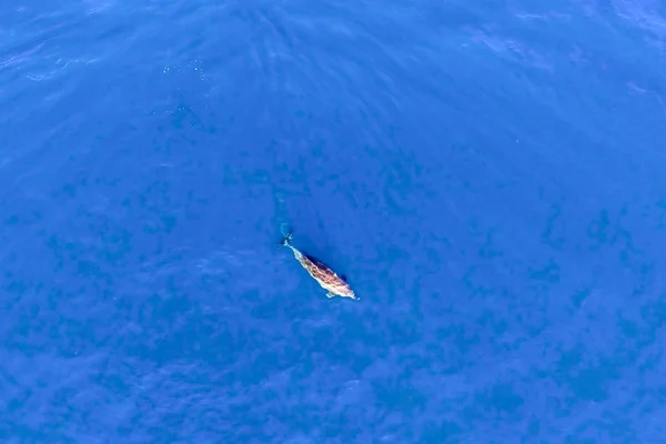 Vue de dessus des grands dauphins dans l'eau de mer . — Photo