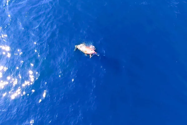 Vista superior de golfinhos engarrafados na água do mar . — Fotografia de Stock