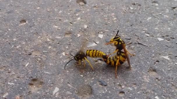 Mating Wasps Reproduction Insects — Stock Video