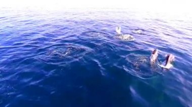 Deniz suyunda şişe burunlu yunusların en iyi görünümü. karadenizde vahşi yunuslar.