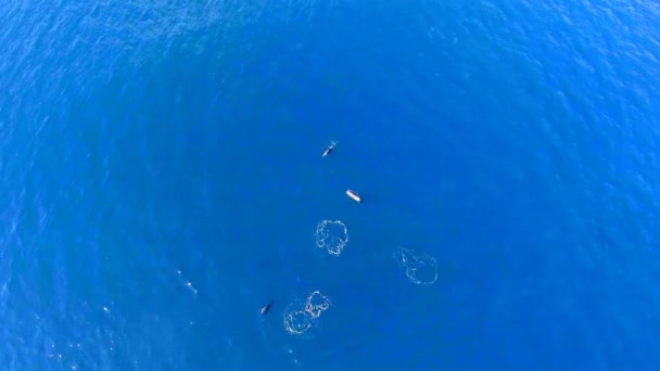 Vista Superior Delfines Nariz Botella Agua Mar Delfines Salvajes Mar — Vídeo de stock