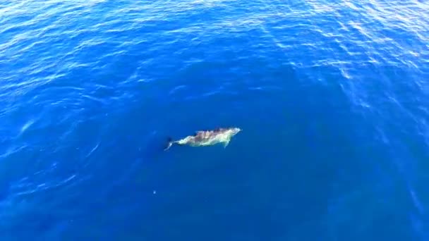海水中のボトルノーズイルカのトップビュー 黒海の野生のイルカ — ストック動画