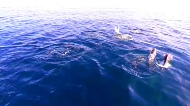 海水中のボトルノーズイルカのトップビュー 黒海の野生のイルカ — ストック動画