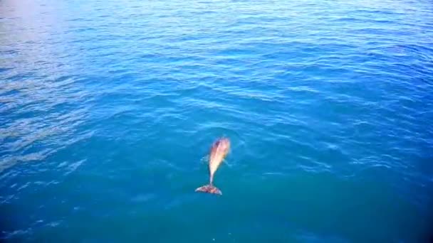 Vista Dall Alto Dei Delfini Tursiopi Acqua Mare Delfini Selvatici — Video Stock