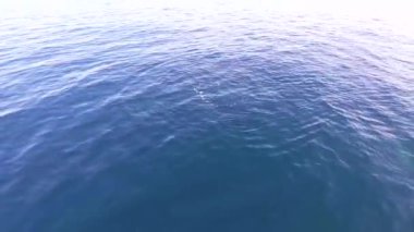 Yunuslar mavi denizde yüzer, karadeniz kıyısında yunuslar.