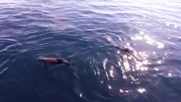 イルカは青い海で泳ぐ 黒い海の海岸の近くでイルカ — ストック動画