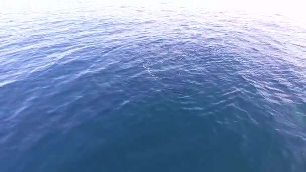 Dolphin Swims Blue Sea Dolphins Coast Black Sea — Stock Video