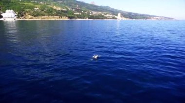 Yunuslar mavi denizde yüzer, karadeniz kıyısında yunuslar.