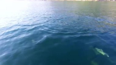 Yunuslar mavi denizde yüzer, karadeniz kıyısında yunuslar.