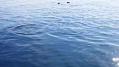 Yunuslar mavi denizde yüzer, karadeniz kıyısında yunuslar.