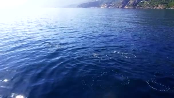 イルカは青い海で泳ぐ 黒い海の海岸の近くでイルカ — ストック動画