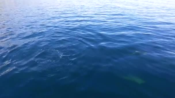 Dolfijn Zwemt Blauwe Zee Dolfijnen Buurt Van Kust Aan Zwarte — Stockvideo