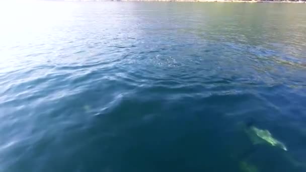 Dolphin Swims Blue Sea Dolphins Coast Black Sea — Stock Video