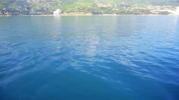 Dolphin Swims Blue Sea Dolphins Coast Black Sea — Stock Video