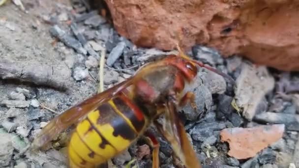 Avispón Maltratado Suelo Cobra Vida — Vídeo de stock