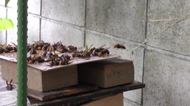 Fare tutkalkullanarak eşek arısı avlamak. Yapışma eşek arıları