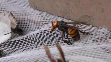 Fare tutkalkullanarak eşek arısı avlamak. Yapışma eşek arıları