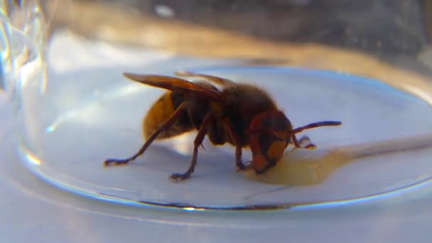 Hornet Feeds Honey Jar — Stock Video