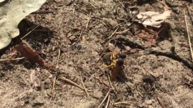Yırtıcı bir arı arıya saldırdı. wasp yırtıcı