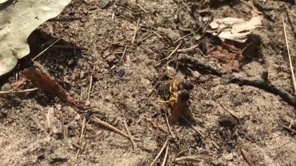 Predatory Single Wasp Attacked Bee Wasp Predator — Stock Video