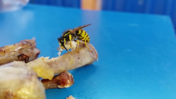 Den Wasp Feeds Kycklingben Kött Bordet — Stockvideo