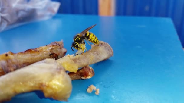 Die Wespe Ernährt Sich Von Hühnerbeinfleisch Auf Dem Tisch — Stockvideo