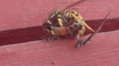 Gadfly yiyen wasp. Arı yırtıcı böcek