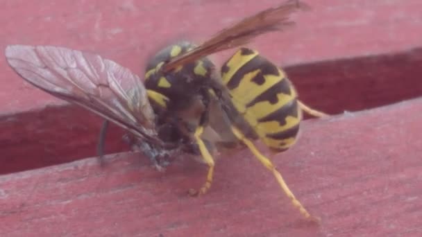 Avispa Comiendo Tábanos Insecto Depredador Avispa — Vídeo de stock