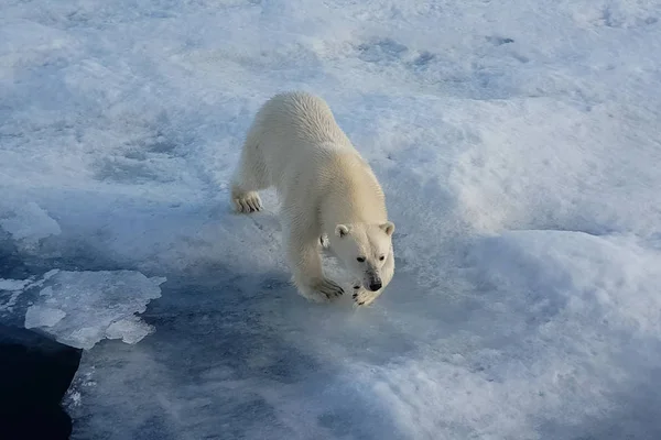 Ijsberen op een ijsfloe. Arctic Predator — Stockfoto