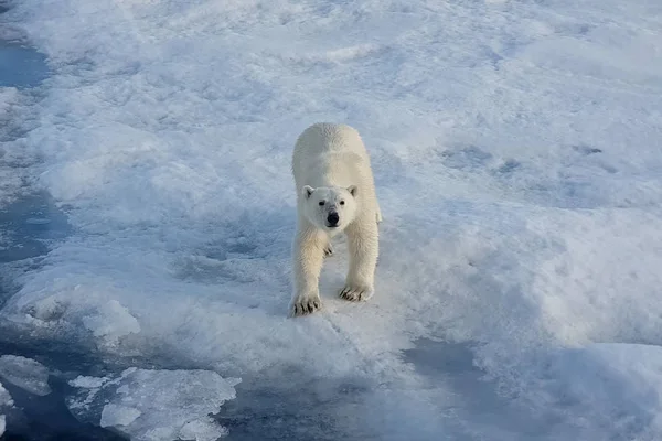 Ijsberen op een ijsfloe. Arctic Predator — Stockfoto