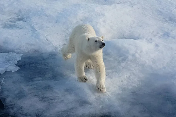 Ijsberen op een ijsfloe. Arctic Predator — Stockfoto