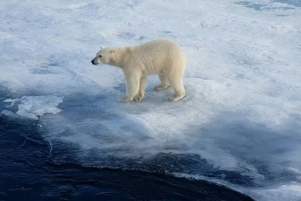 Orso polare su un lastrone di ghiaccio. Predatore artico — Foto Stock