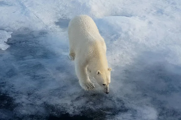 Ijsberen op een ijsfloe. Arctic Predator — Stockfoto