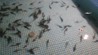 Mersin balığı çiftliğinde mersin balığı kızartması, yavrubesleme.