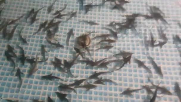Sturgeon fry at sturgeon fish farm, feeding fry. — Stock Footage Sturgeon Fry Sturgeon Fish Farm Feeding Fry Royalty Free Stock Footage