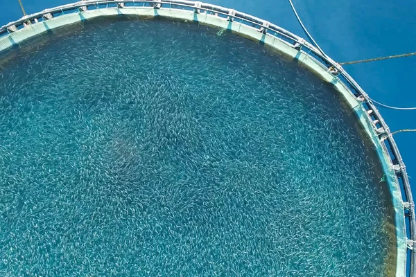 Fish farm in the sea, fenced with round net. — Stock Photo, Image