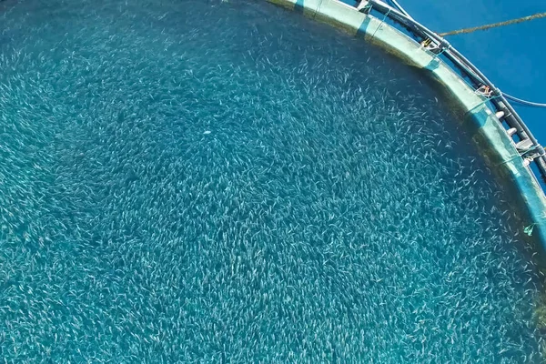 Fazenda de peixes no mar, cercada com rede redonda . — Fotografia de Stock