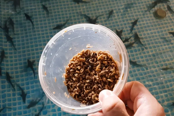 Gusano alimentando gusanos con larvas de moscas peces fritos. Esturión lejos — Foto de Stock