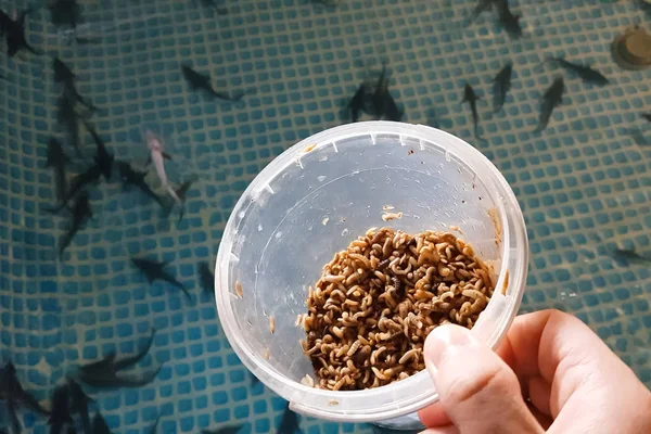 Worm voeden maden met larven van vliegen vis Fry. Sturgeon Far — Stockfoto