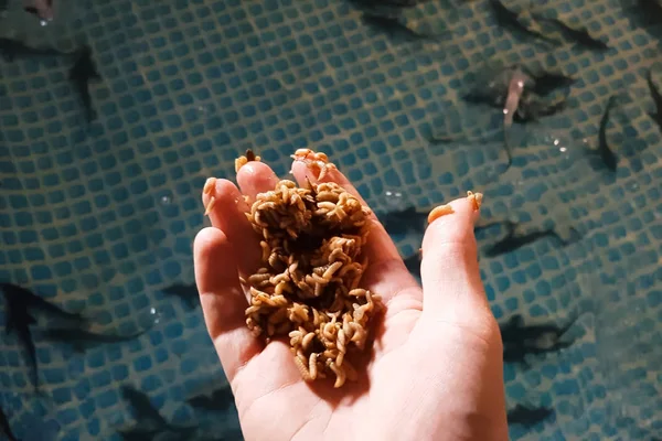Würmer fressen Maden mit Larven von Fliegenfischen. Stör weit — Stockfoto