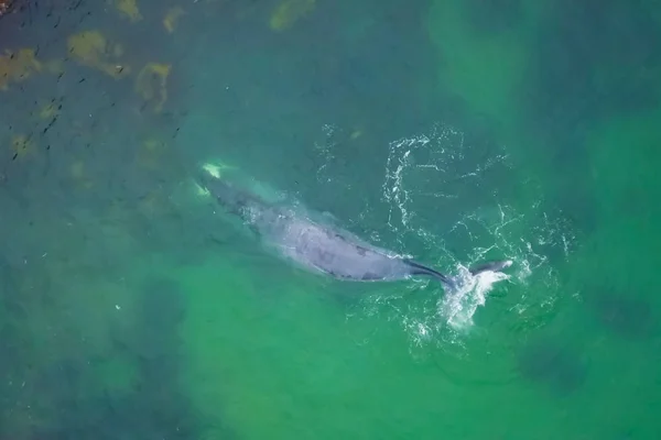 Gray whale in shallow ocean. Whale — Stock Photo, Image